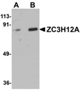 ZC3H12A Antibody