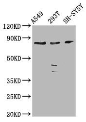 ZC3H14 Antibody