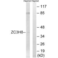 ZC3H8 antibody