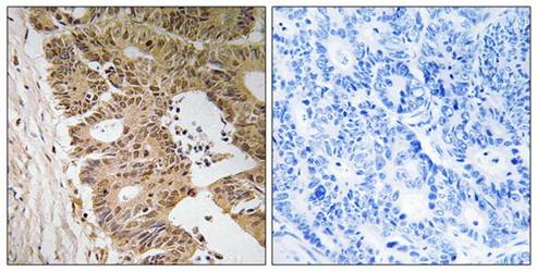 ZC3H8 Antibody