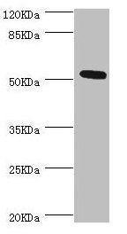 ZC3HC1 antibody