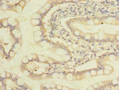 ZDHHC3 Antibody