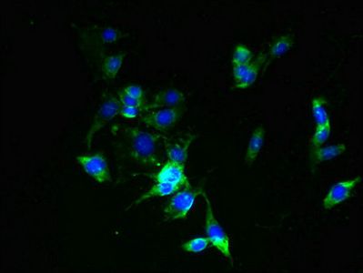 ZDHHC6 Antibody