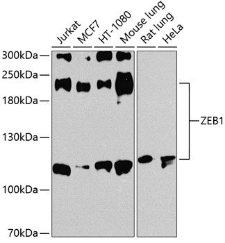 ZEB1 antibody