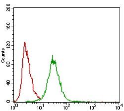 ZEB1 Antibody