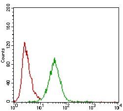 ZEB1 Antibody