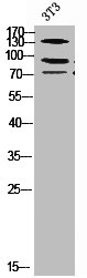 ZEB2 Antibody