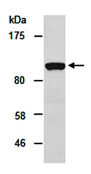 ZEB2 (N) Antibody, Rabbit Polyclonal