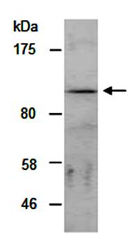ZEB2 (C2) Antibody, Rabbit Polyclonal