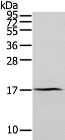 ZFAND2A antibody