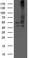ZFAND2B Antibody