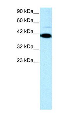 ZFP1 antibody