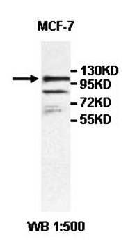 ZFP112 antibody