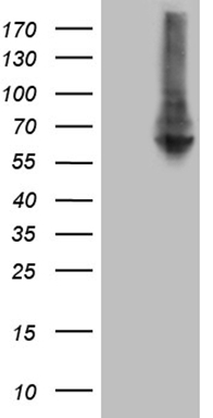 ZNF200 Antibody