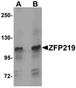 ZFP219 Rabbit Polyclonal Antibody