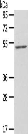 ZFP36L2 antibody