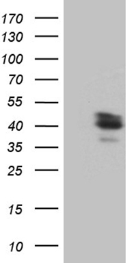 ZFP37 Antibody