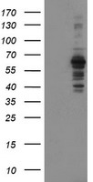 ZSCAN21 Antibody