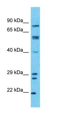 ZFP42 antibody