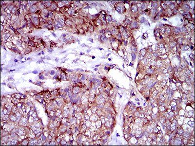 ZFP42 Antibody