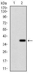 ZFP42 Antibody