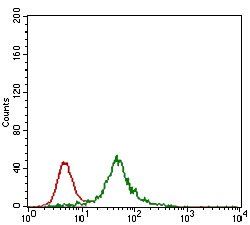 ZFP42 Antibody