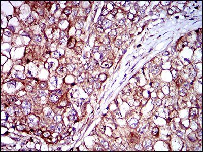 ZFP42 Antibody