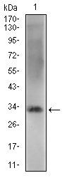 ZFP42 Antibody