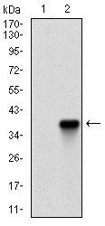 ZFP42 Antibody