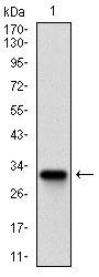 ZFP42 Antibody