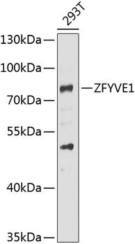 ZFYVE1 antibody