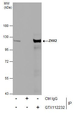 ZHX2 antibody