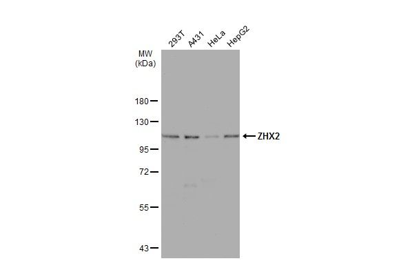 ZHX2 antibody