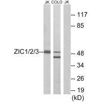 ZIC1 antibody