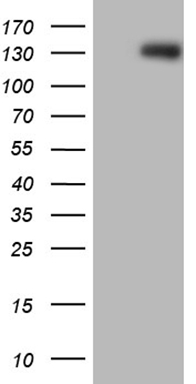 ZIC3 Antibody