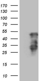 ZIC3 Antibody