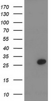 ZIM2 Antibody