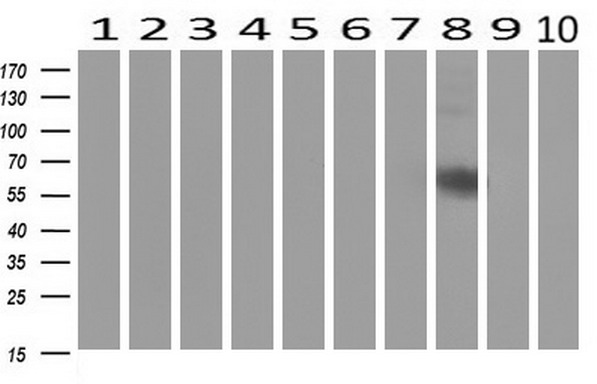 ZKSCAN1 Antibody