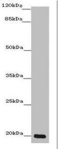 ZMAT5 Antibody