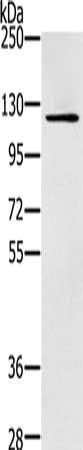 ZMIZ1 Antibody