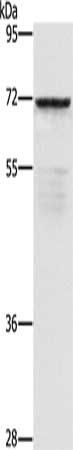 ZMYND11 Antibody