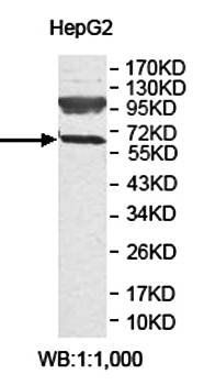 ZNF10 antibody