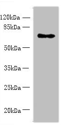 ZNF133 Antibody