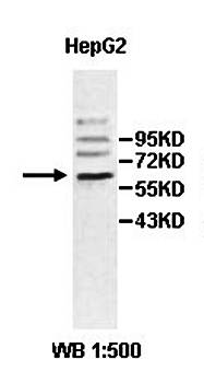 ZNF155 Rabbit Polyclonal Antibody