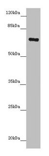 ZNF169 antibody