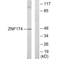 ZNF174 antibody