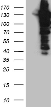 ZNF18 Antibody
