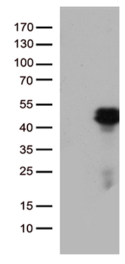 ZNF18 Antibody