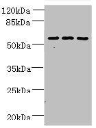 ZNF19 Antibody