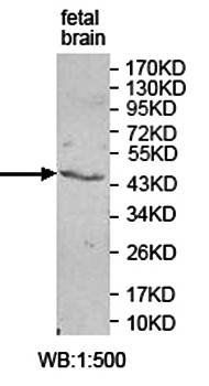 ZNF193 antibody